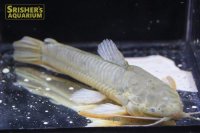 カリクティス　カリクティス　オス　ペルー産
