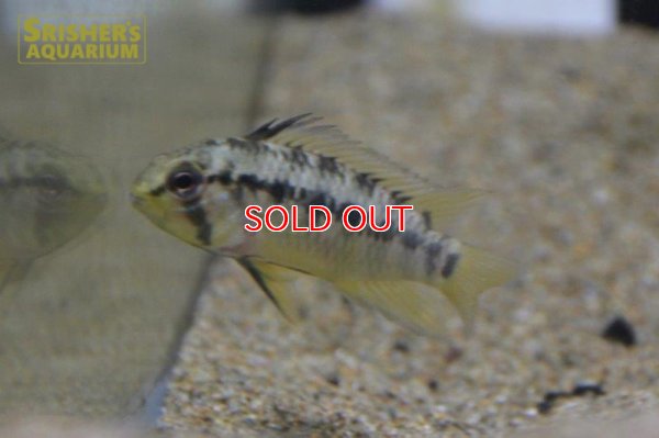 画像6: アピストグラマ sp. sv-34 n-2(ペア)【2019年採集】【ベネズエラ】