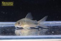 コリドラス シミリス（ブリード）