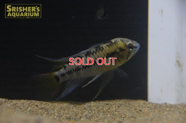 画像3: アピストグラマ sp. sv-34 n-2(ペア)【2019年採集】【ベネズエラ】