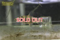 バンデッドレポリヌス　ペルー産