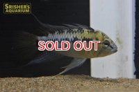 アピストグラマ ｓｐ. sv-34 n-2（ペア）【２０１９年採集】【ベネズエラ】
