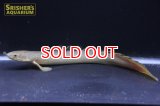 ポリプテルス セネガルス ナイジェリア産