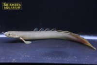 ポリプテルス セネガルス ナイジェリア産