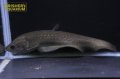 アロワナナイフ（アファー）