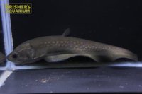 アロワナナイフ（アファー）