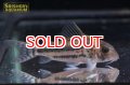 コリドラス・ブリットイ（Ｍ）新n-3 お客様感謝価格！！