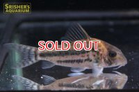 コリドラス・ブリットイ（Ｍ）新n-3 お客様感謝価格！！