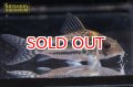 コリドラス・ブリットイ（Ｍ）新n-1 お客様感謝価格！！