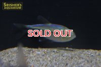 レインボーラコビクステトラ
