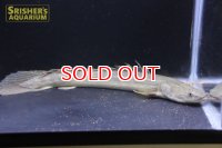 ポリプテルス ラプラディ ナイジェリア産