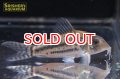 コリドラス・ブリットイ（Ｍ）新n-2 お客様感謝価格！！
