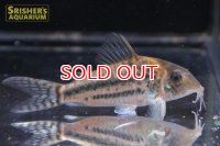 コリドラス・ブリットイ（Ｍ）新n-2 お客様感謝価格！！