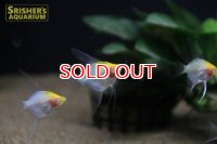 アルビノイエローヘッドエンゼル