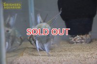 ワイルドスカラレエンゼル（ネグロ産）