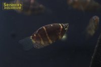 チョコレートグラミー