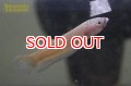 ワイルドベタ イデイ （ペア）