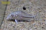 コリドラス　ジュリー（ワイルド）