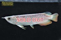 高背金龍　ハイバックゴールデンアロワナ　シャンレン　アジアアロワナ