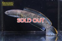 ドワーフスネークヘッド　ボゴール　リムバータ