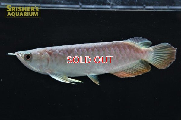 画像6: 高背金龍　ハイバックゴールデンアロワナ　シャンレン　アジアアロワナ