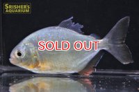 ピラニア　デンティクラトゥス　（イニリダ）