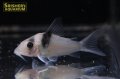 コリドラス　ヴァージナエ（ザンガマ）