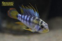 アピストグラマ　バエンシー（ブリード）（ペア）
