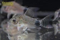 コリドラス　カウディマキュラータ　（ブリード）