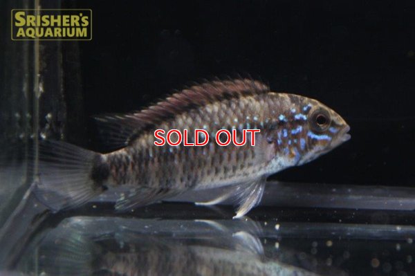 画像3: アピストグラマ ｓp.  "スルビ" （ペア）（ブリード）WILD F1 Breed【２０１8年採集】【イサナ川最上流産】