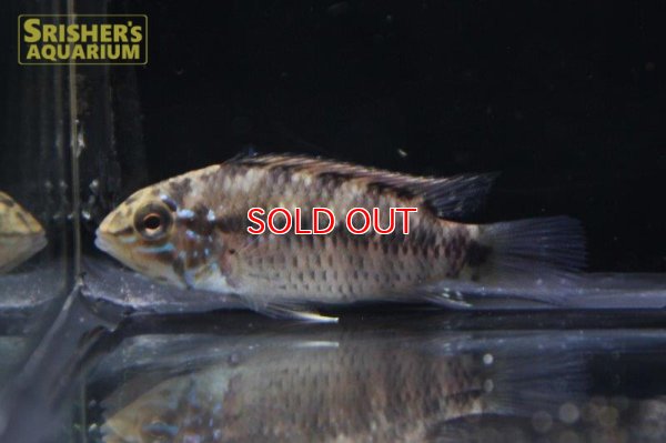 画像6: アピストグラマ ｓp.  "スルビ" （ペア）（ブリード）WILD F1 Breed【２０１8年採集】【イサナ川最上流産】