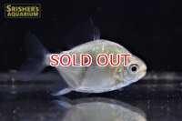 ブラックバンデッドメチニス（ペルー、ナナイ川産）