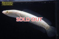 アルビノカムルチー（雷魚）