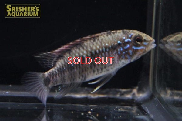 画像4: アピストグラマ ｓp.  "スルビ" （ペア）（ブリード）WILD F1 Breed【２０１8年採集】【イサナ川最上流産】