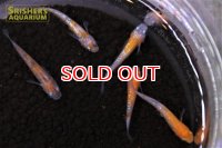 日本産メダカ 三色ラメメダカ (国産)（稚魚）