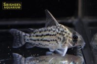 コリドラス　シュワルツィ　M
