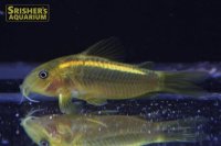 コリドラス　イルミネータス　オレンジ　WILD