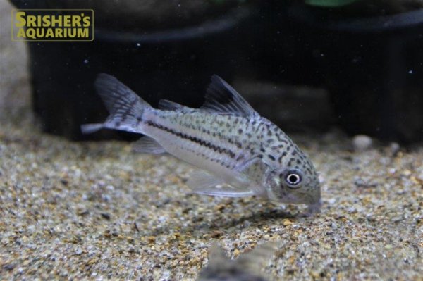 画像1: コリドラス　プルスジュリー