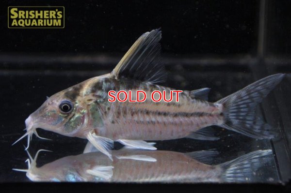 画像2: コリドラス　ロブスタス