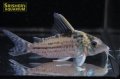 コリドラス　ロブスタス