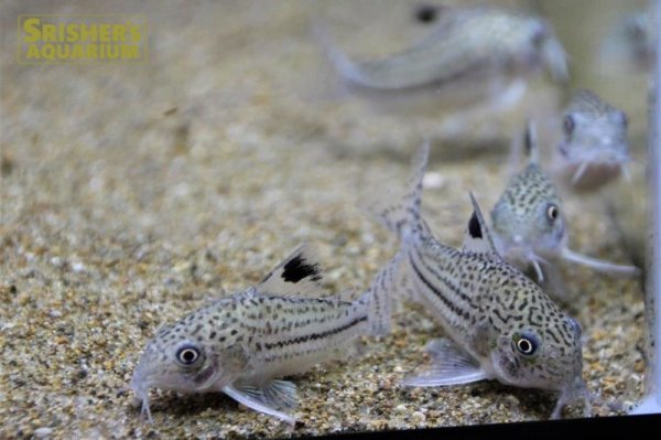 画像2: コリドラス　プルスジュリー