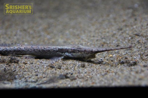 画像2: ロングノーズファロエラ（ペルー）