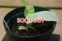 観葉植物　フィロデンドロン　フロリダ　アルバ
