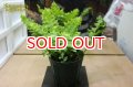 観葉植物　アグラモルファ　メイエニアナ　クレステッド n-2