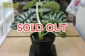 観葉植物　アロカシア　シルバードラゴン