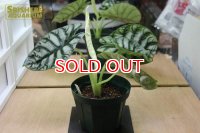 観葉植物　アロカシア　シルバードラゴン