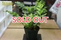 観葉植物　アグラモルファ　メイエニアナ　クレステッド n-1