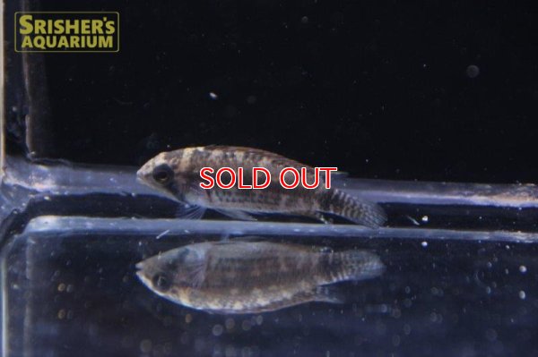 画像6: アピストグラマ　ブライトビンデン　サンタイザベル　ワイルド (ペア)