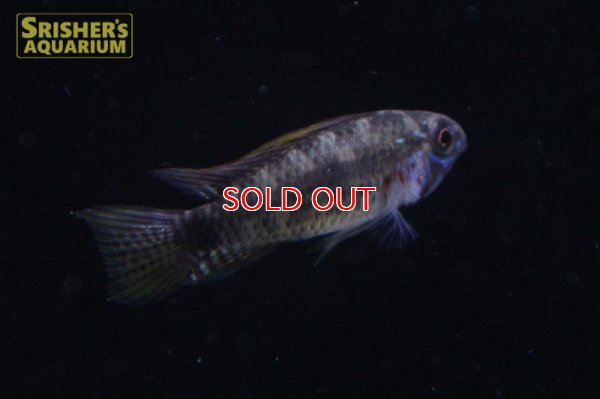 画像3: アピストグラマ　ブライトビンデン　サンタイザベル　ワイルド (ペア)