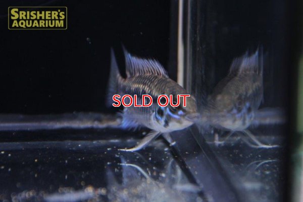 画像5: アピストグラマ ｓｐ.  ”リオカウラ” sv-50 ブリード F1（ペア）【２０１９年採集】【ベネズエラ】